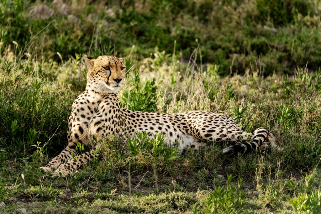 pexels hugosykes 15893595