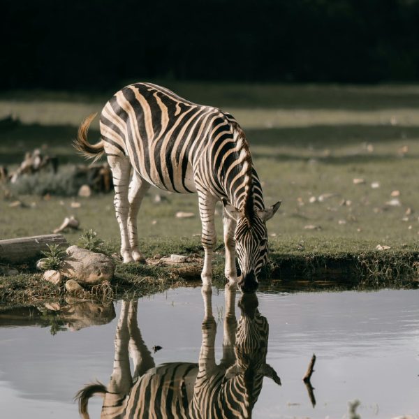 pexels taryn elliott 5146783